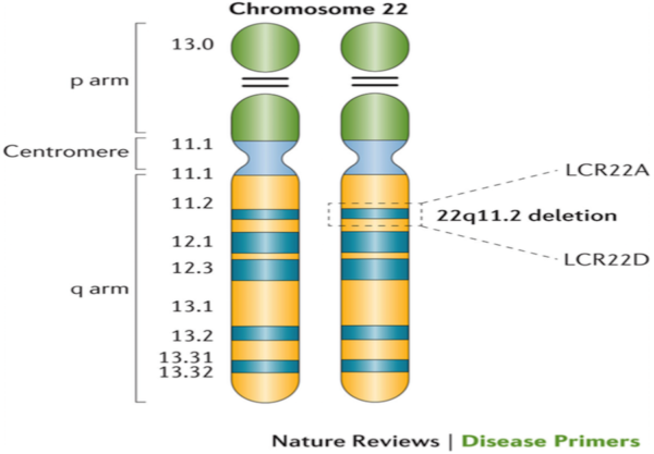 Genetics – 22 q